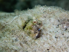 Salarias alboguttatus