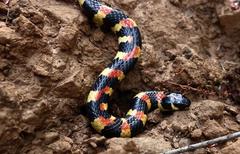 Homoroselaps lacteus