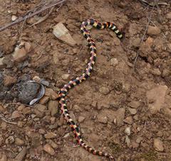 Homoroselaps lacteus