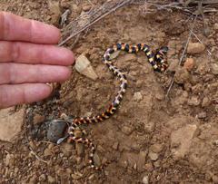 Homoroselaps lacteus