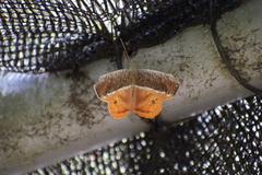 Opisthoxia branickiaria