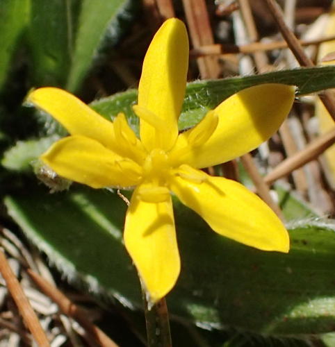 Variety Hypoxis sobolifera sobolifera · iNaturalist