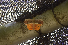 Opisthoxia branickiaria