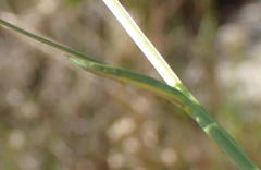 Lobelia flaccida flaccida