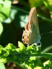 Lampides boeticus