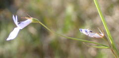 Lobelia flaccida flaccida
