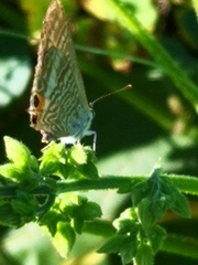 Lampides boeticus