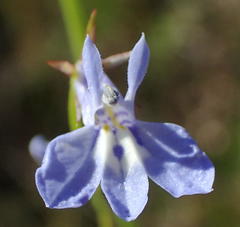 Lobelia flaccida flaccida