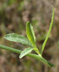 Lobelia flaccida flaccida