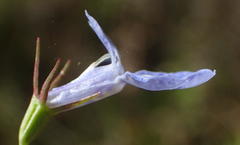 Lobelia flaccida flaccida