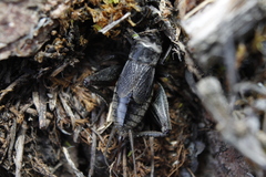 Gryllus saxatilis