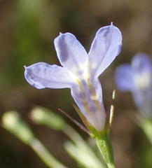 Lobelia flaccida flaccida