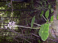 Begonia xilitlensis