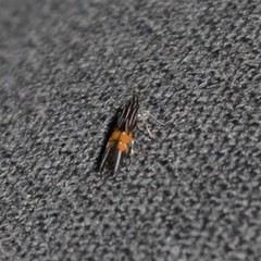 Cosmopterix dapifera