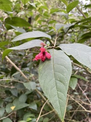 Cestrum fasciculatum