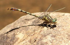Paragomphus cognatus
