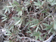 Kunzea sinclairii