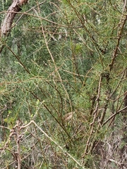 Hakea teretifolia
