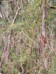 Hakea teretifolia