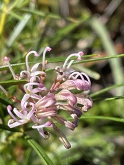 Grevillea linearifolia