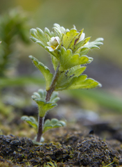 Euphrasia subarctica