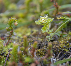 Euphrasia subarctica