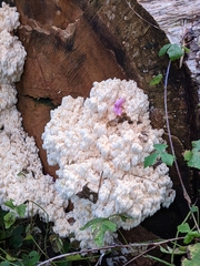 Hericium alpestre