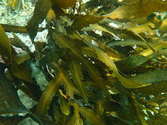Anthophycus longifolius