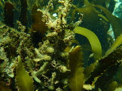 Anthophycus longifolius