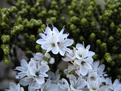 Veronica tetragona