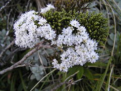 Veronica tetragona