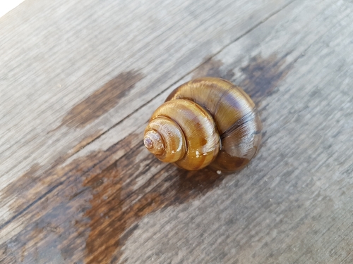Viviparus contectus