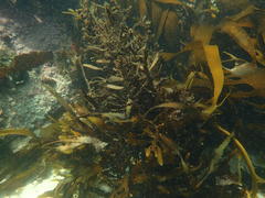 Anthophycus longifolius