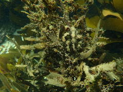 Anthophycus longifolius