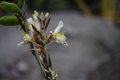 Canna liliiflora