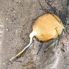 Sycozoa