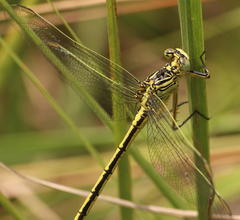 Notogomphus praetorius