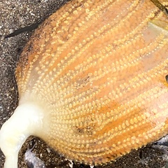 Sycozoa