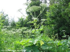 Heracleum sosnowskyi