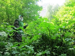 Heracleum sosnowskyi