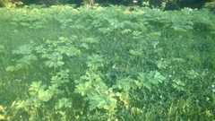 Heracleum sosnowskyi