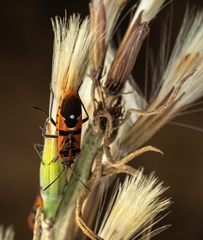 Spilostethus macilentus