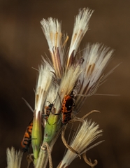 Spilostethus macilentus