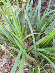 Dianella brevipedunculata