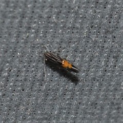 Cosmopterix dapifera