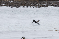Phalacrocorax neglectus