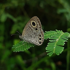 Ypthima huebneri