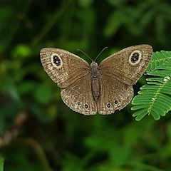 Ypthima huebneri