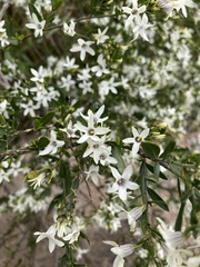 Cyphanthera anthocercidea