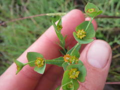 Euphorbia striata